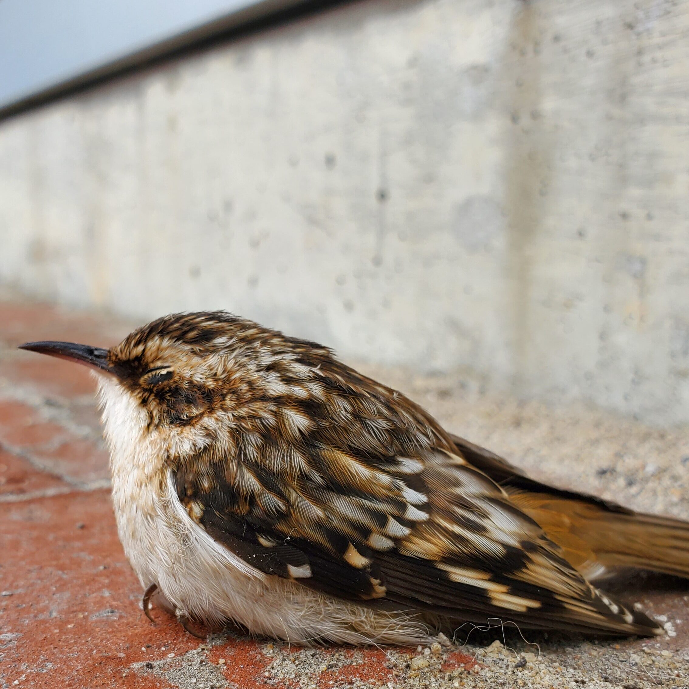 Brown Creeper stunned on the street after window strike