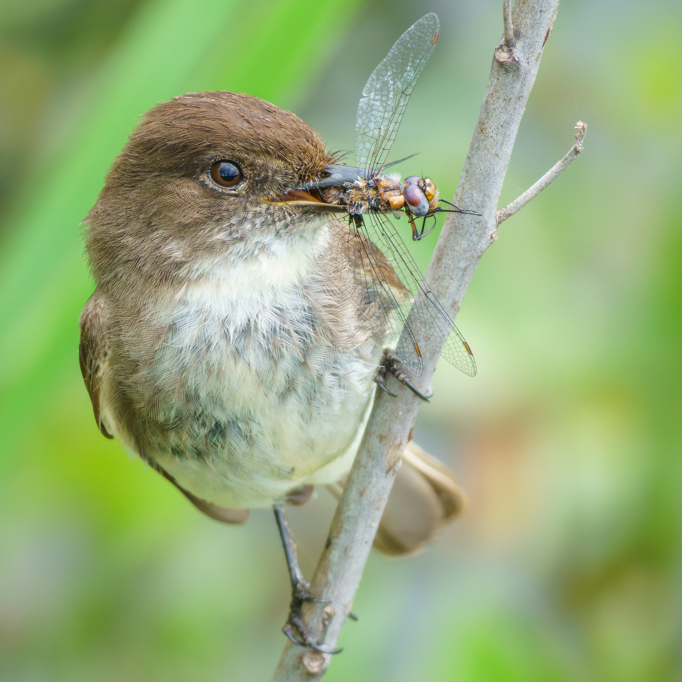 Eastern Phoebe perched on a branch having caught an insect