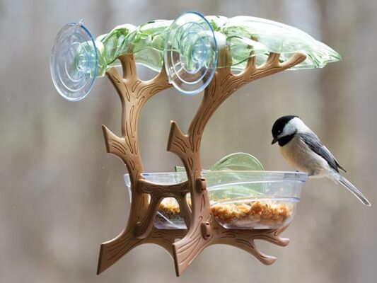 Black-capped Chickadee perched on suction-cup window feeder