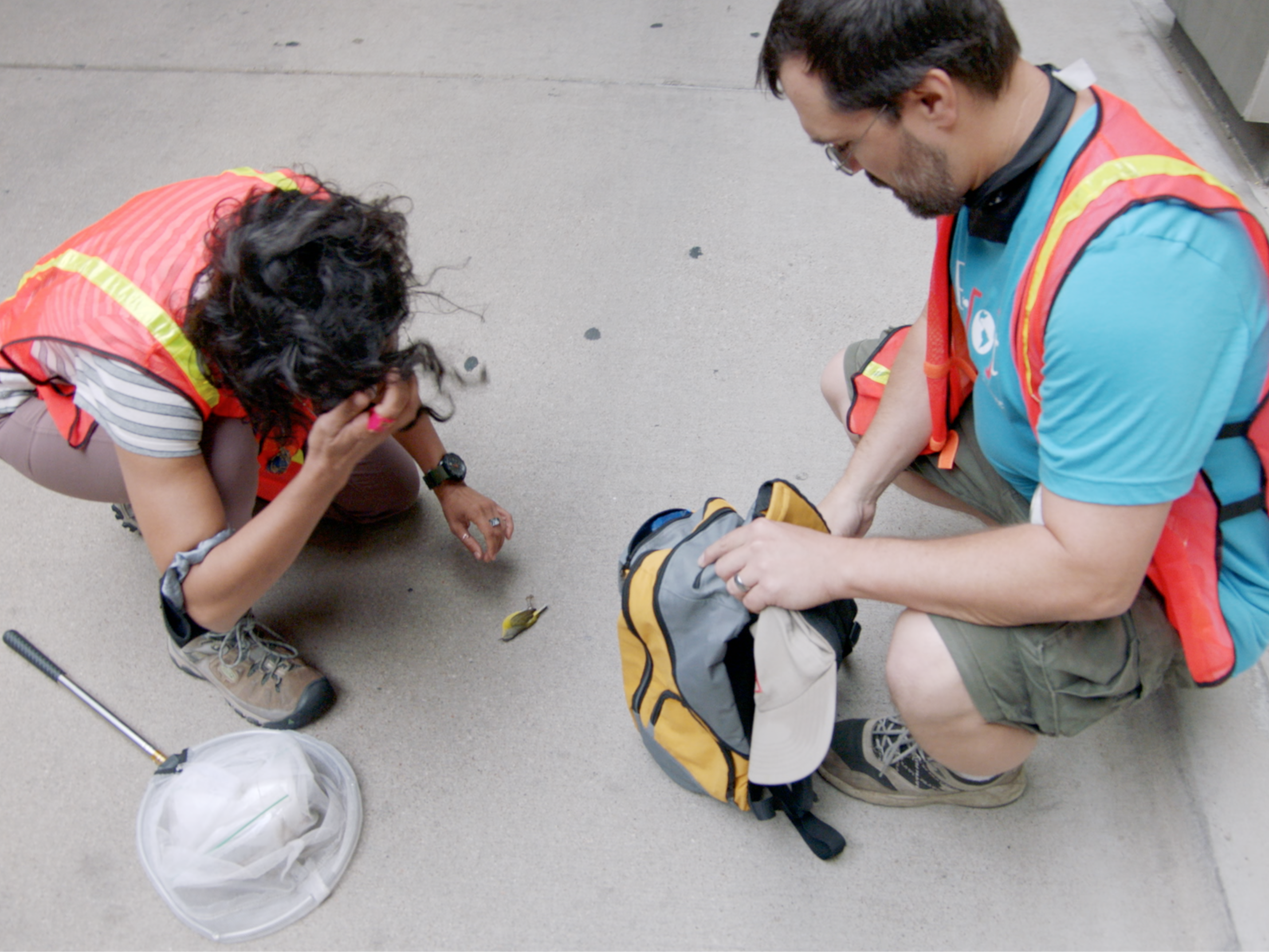 Volunteers collision monitoring in downtown Dallas