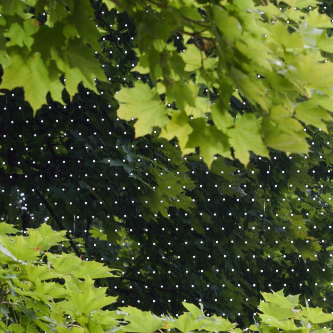 Feather Friendly film on windows behind green leaves