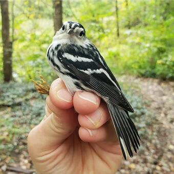 Banded female Black-and-white Warbler rehabilitated and released after hitting a window in downtown Newark during fall migration.