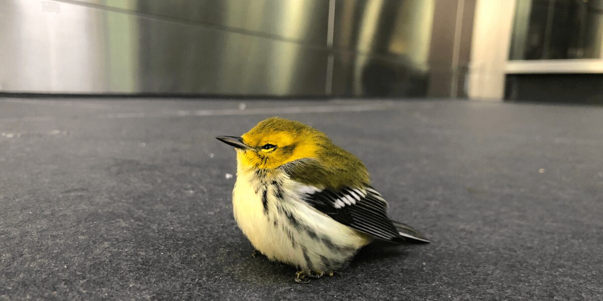 Black-throated green warbler sits on street stunned from collision