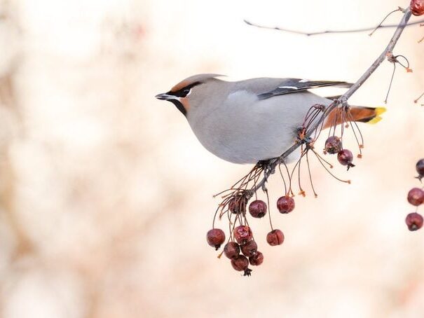 Bohemian waxwing in a crabapple tree