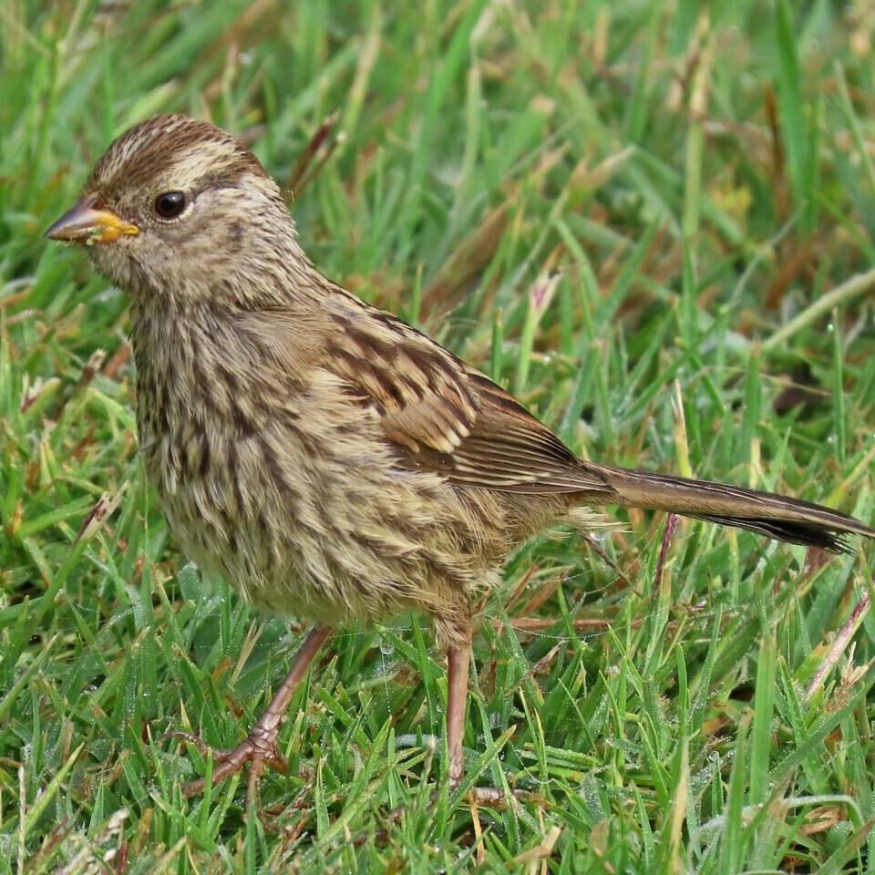 Juvenile White-throated Sparrow © Tom Edell / Macaulay Library