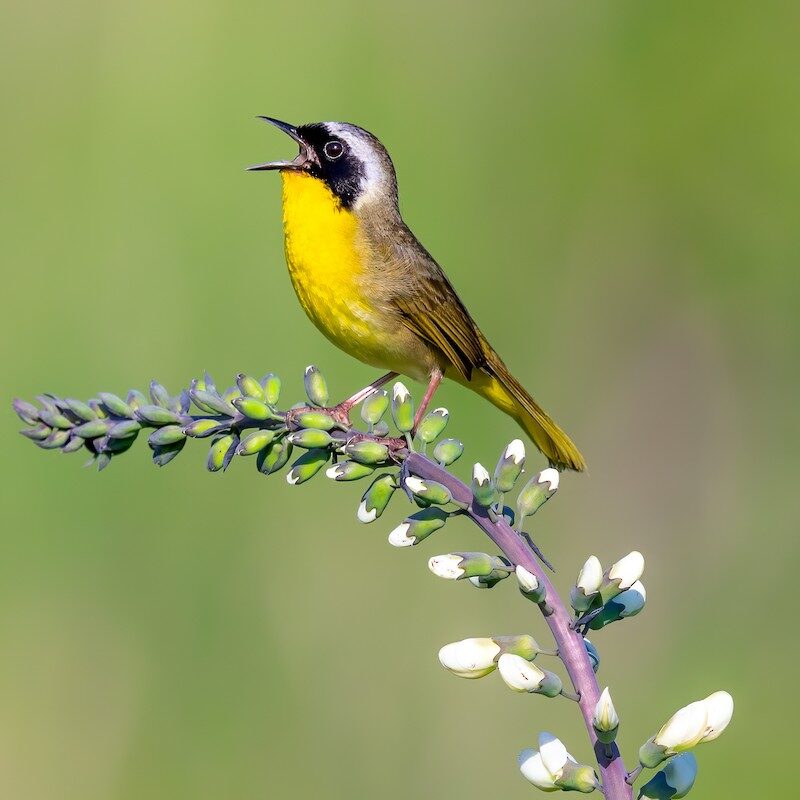 Male Common Yellowthroat